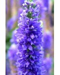 Veronica spicata blue